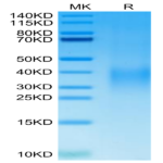 Cynomolgus GPA Protein (GPA-CM101)