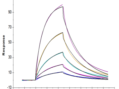 Human GPA Protein (GPA-HM201)