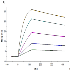 Human GPA33/A33 Protein (GPA-HM433)