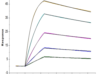 Human GPA33/A33 Protein (GPA-HM433)