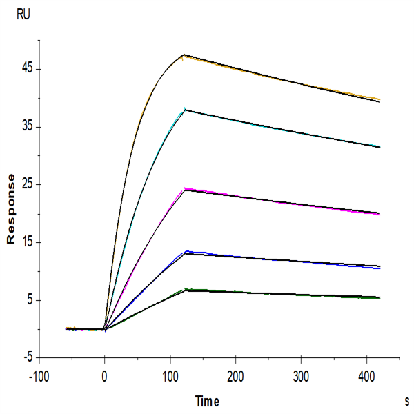 Human GPA33/A33 Protein (GPA-HM433) Human GPA33/A33 Protein (GPA-HM433)
