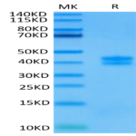 Human GPA33/A33 Protein (GPA-HM433)