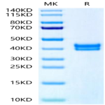 Biotinylated Human GPA33/A33 Protein (GPA-HM433B)
