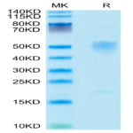 Mouse GPA Protein (GPA-MM101)