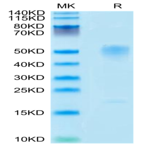 Mouse GPA Protein (GPA-MM101)