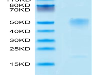 Mouse GPA Protein (GPA-MM101)
