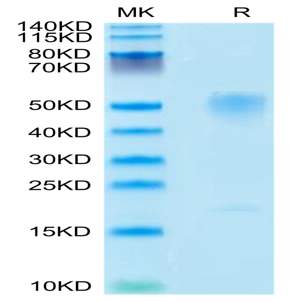 Mouse GPA Protein (GPA-MM101) Mouse GPA Protein (GPA-MM101)