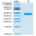 Mouse GPA34/VSIG1 Protein (GPA-MM134)