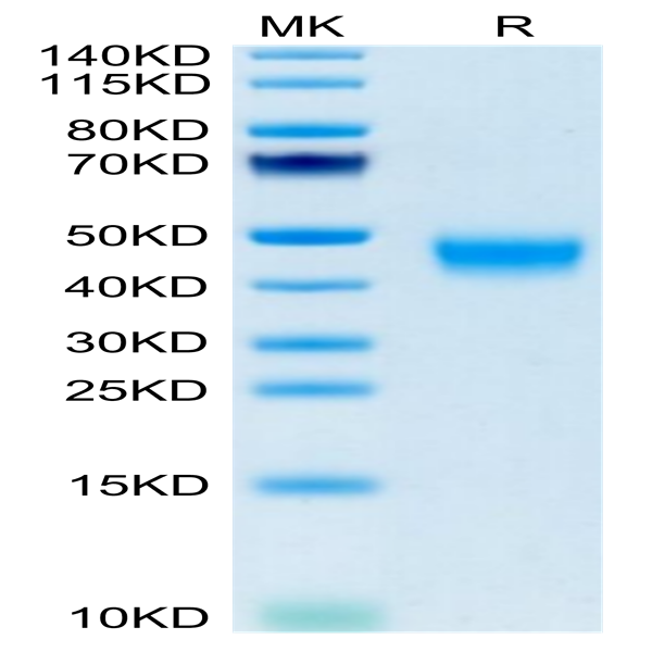 Mouse GPA34/VSIG1 Protein (GPA-MM134)