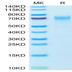 Mouse GPA Protein (GPA-MM201)