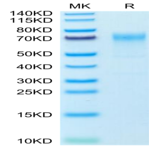 Mouse GPA Protein (GPA-MM201)