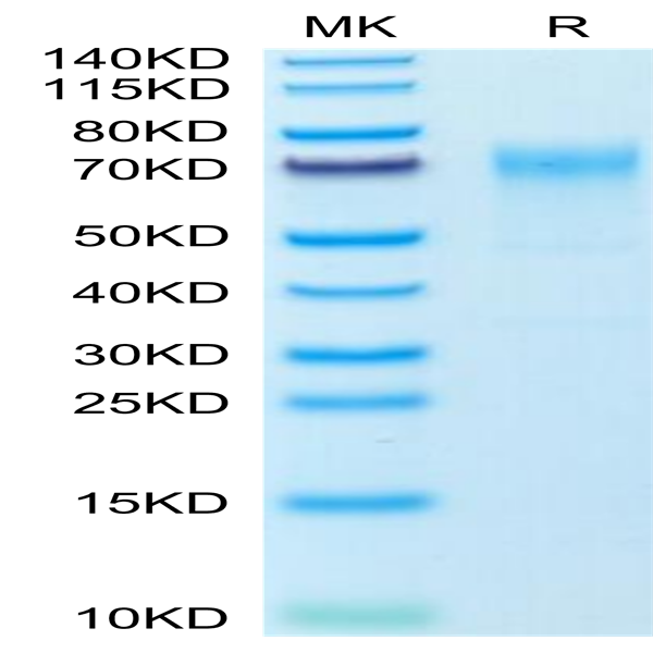 Mouse GPA Protein (GPA-MM201)