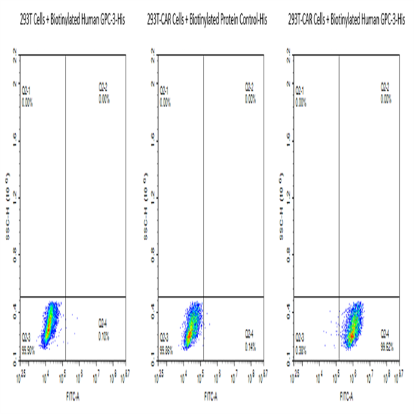 Biotinylated Human GPC3/Glypican 3 Protein (GPC-HM431B)