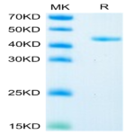 Mouse Glypican 2/GPC2 Protein (GPC-MM121)