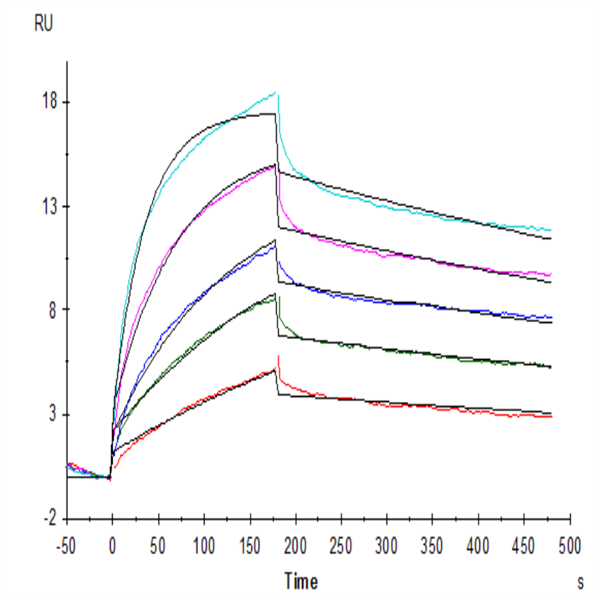 Biotinylated Human GPRC5D Protein-VLP (GPR-HM05PB) Biotinylated Human GPRC5D Protein-VLP (GPR-HM05PB)