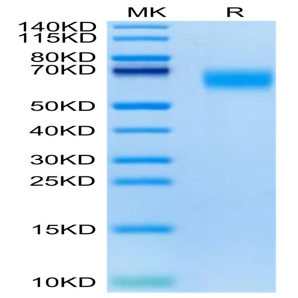 Cynomolgus GM-CSF R alpha Protein (GSF-CM1RA)