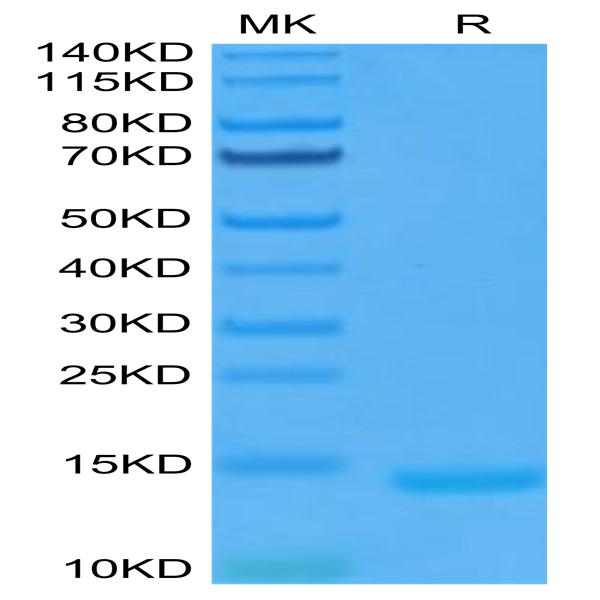 Human GM-CSF Protein (GSF-HE001)