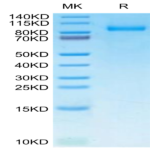 Human G-CSF R/CD114 Protein (GSR-HM101)
