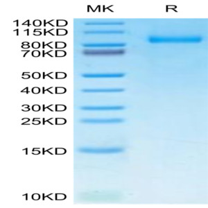 Human G-CSF R/CD114 Protein (GSR-HM101)