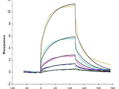 Cynomolgus GITR/TNFRSF18 Protein (GTR-CM101)