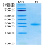 Cynomolgus GITR/TNFRSF18 Protein (GTR-CM101)