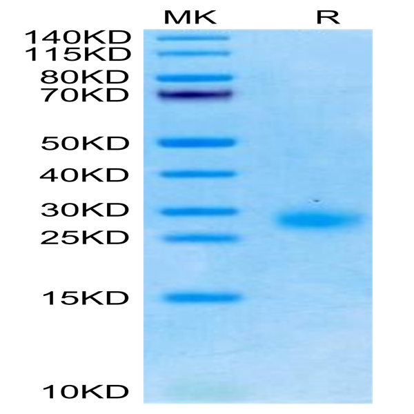 Cynomolgus GITR/TNFRSF18 Protein (GTR-CM101)