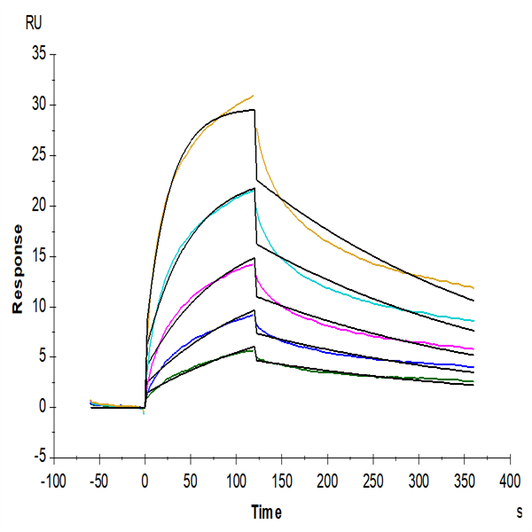 Human GITR/TNFRSF18 Protein (GTR-HM101) Human GITR/TNFRSF18 Protein (GTR-HM101)
