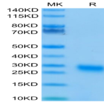 Human GITR/TNFRSF18 Protein (GTR-HM101)