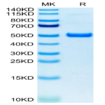 Human GITR/TNFRSF18 Protein (GTR-HM201)