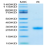 Biotinylated Human GITR/TNFRSF18 Protein (GTR-HM401B)