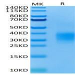 Mouse GITR/TNFRSF18 Protein (GTR-MM101)