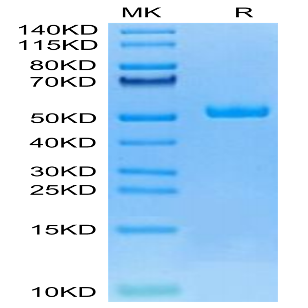 Canine HE4 Protein (HE4-DM204)