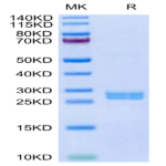 Human Hepcidin/HAMP Protein (HEP-HE601)