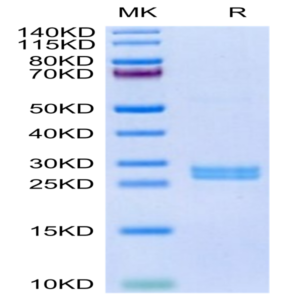 Human Hepcidin/HAMP Protein (HEP-HE601)