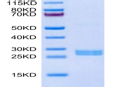 Mouse Hepcidin/HAMP Protein (HEP-ME601)