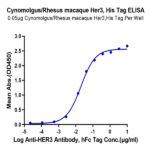 Cynomolgus/Rhesus macaque Her3 Protein (HER-CM403)