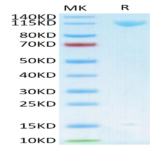 Human Her3/ErbB3 Protein (HER-HM203)
