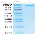 Human Her4/ErbB4 Protein (HER-HM204)