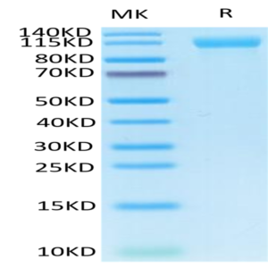 Human Her4/ErbB4 Protein (HER-HM204)
