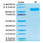 Biotinylated Human Her2/ErbB2 Protein (HER-HM402B)