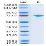 Human Her3/ErbB3 Protein (HER-HM403)