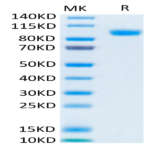 Biotinylated Human Her3/ErbB3 Protein (HER-HM403B)