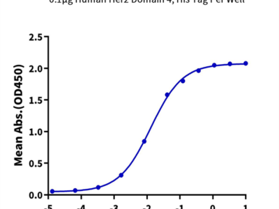 Human Her2/ErbB2 Domain 4 Protein (HER-HM404)