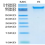 Human Her4/ErbB4 Protein (HER-HM4B4)