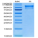 Biotinylated Human Her4/ErbB4 Protein (HER-HM4B4B)