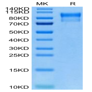 Biotinylated Human Her2/ErbB2 Domain 4 Protein (HER-HM404B)