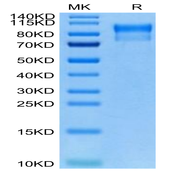 Biotinylated Human Her4/ErbB4 Protein (HER-HM4B4B)