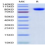 Mouse Her3/ErbB3 Protein (HER-MM103)