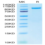 Cynomolgus HGFA Protein (pro form) (HGF-CM10A)