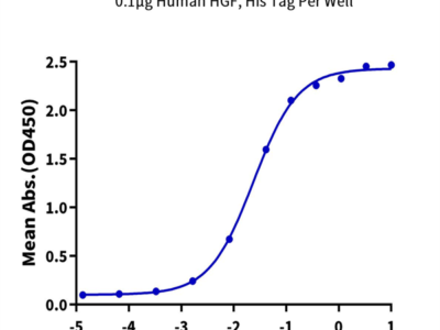 Human HGF Protein (HGF-HM101)